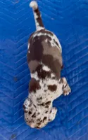 Blue eyes, a female American Bully for sale in London, KY – 2 of 10