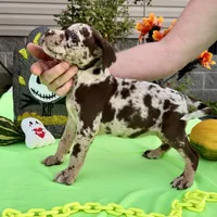 Big Girl, a female American Bully for sale in London, KY – 9 of 10