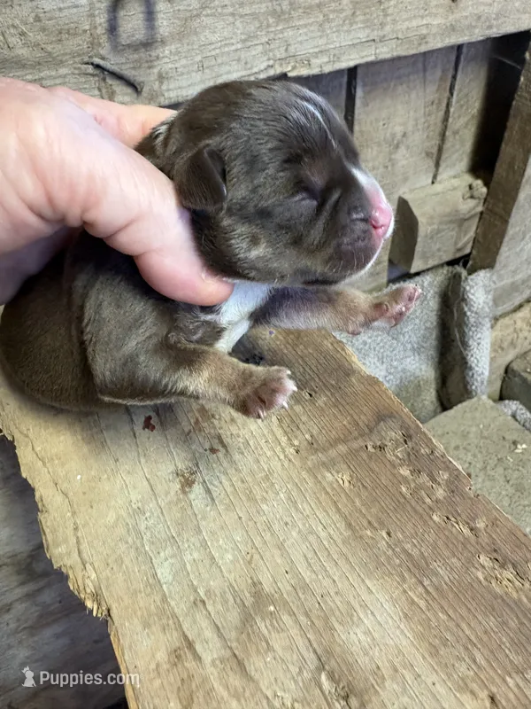 Chocolate tri boy – American Bully puppy for sale in London, KY