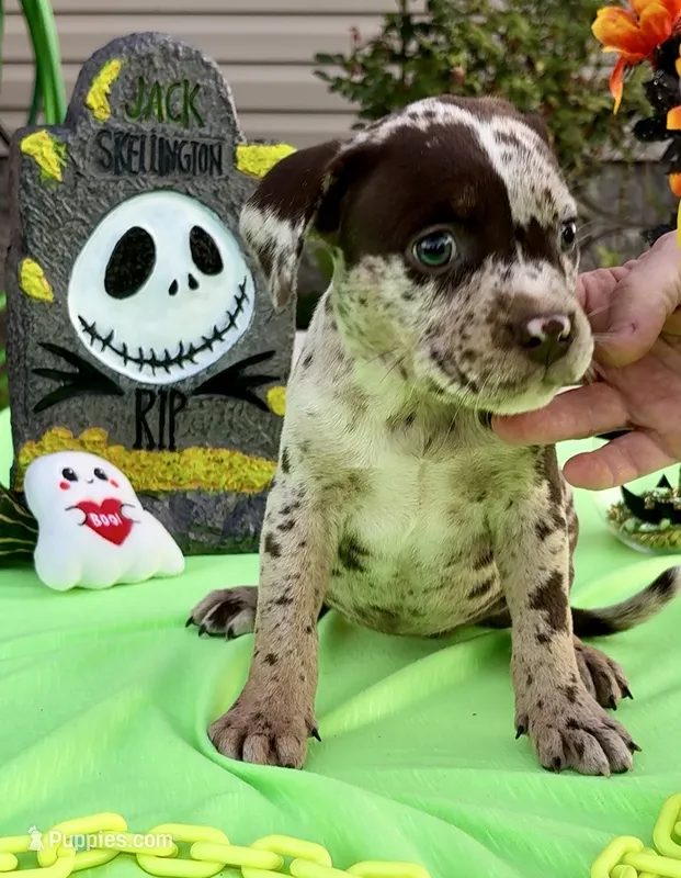 Big Girl – American Bully puppy for sale in London, KY