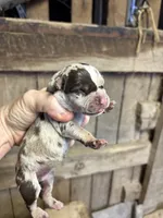 1/2 face , a female American Bully for sale in London, KY – 6 of 7