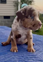 Splash , a female American Bully for sale in London, KY – 2 of 10