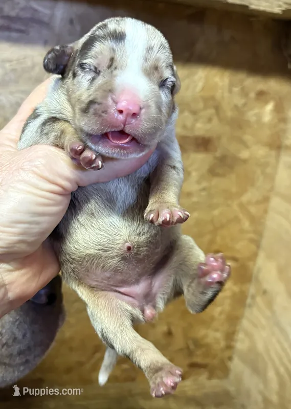 Peanut  – American Bully puppy for sale in London, KY