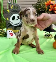 Splash , a female American Bully for sale in London, KY – 6 of 10