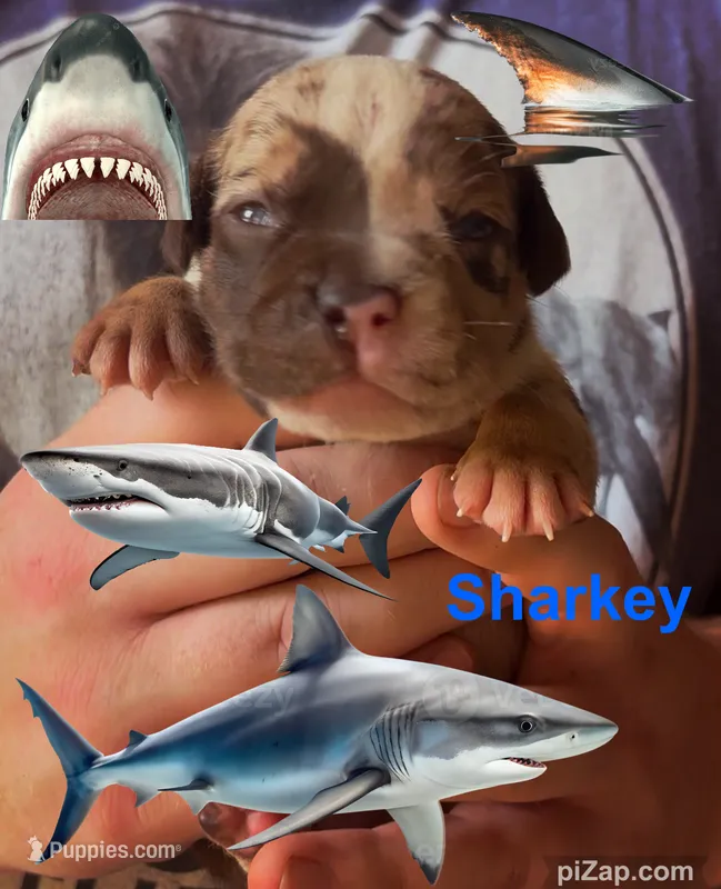 Sharkey  – American Bully puppy for sale in London, KY
