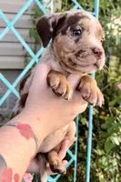 Splash , a female American Bully for sale in London, KY – 9 of 10