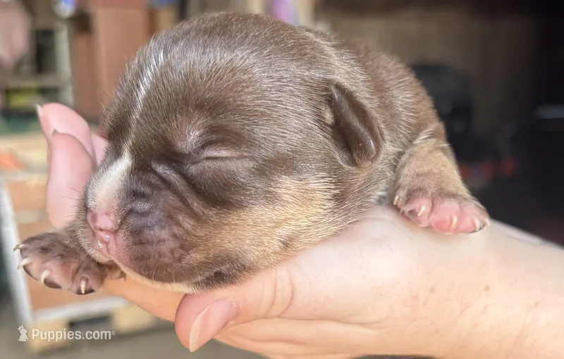 Chocolate tri boy – American Bully puppy for sale in London, KY