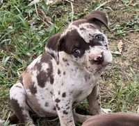 Big Girl, a female American Bully for sale in London, KY – 3 of 10