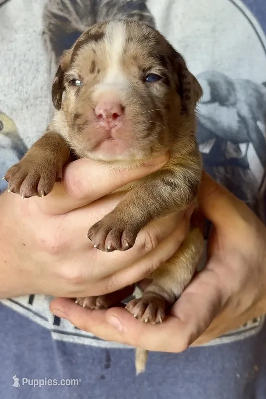 Splash  – American Bully puppy for sale in London, KY