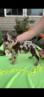 Big Girl, a female American Bully for sale in London, KY – 7 of 10