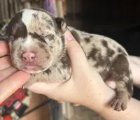 Big Girl, a female American Bully for sale in London, KY – 8 of 9
