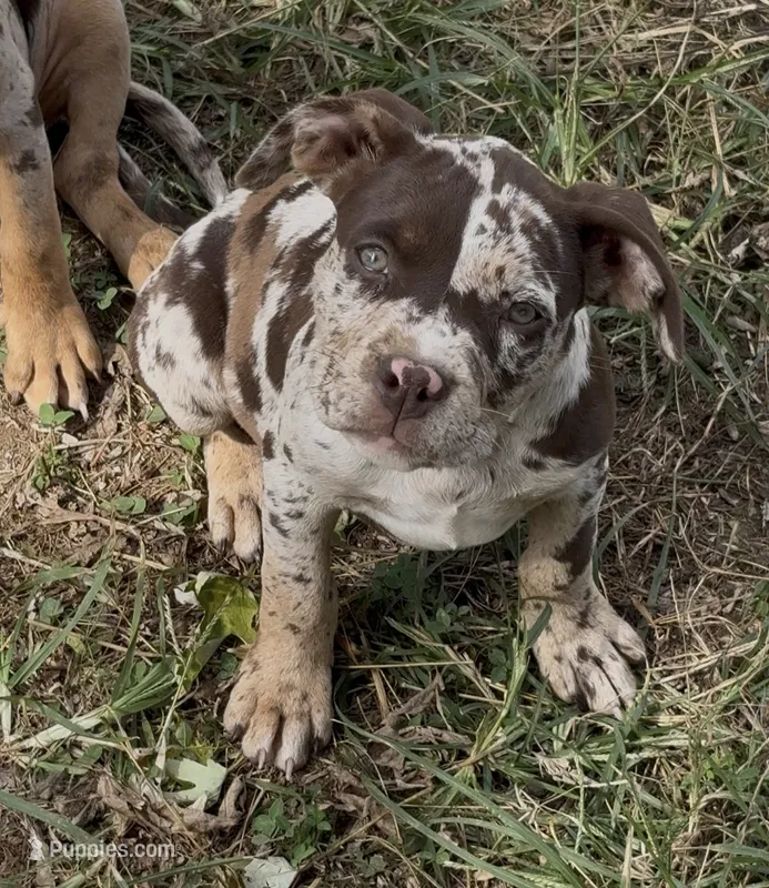Big Girl – American Bully puppy for sale in London, KY