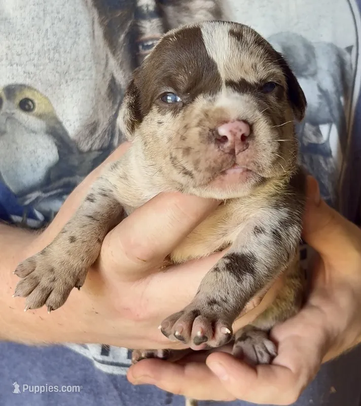 1/2 face  – American Bully puppy for sale in London, KY