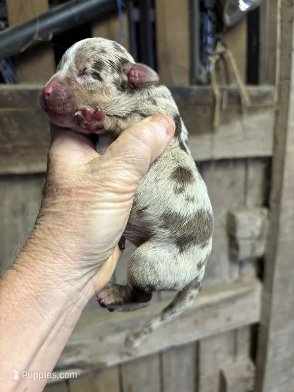 Splash  – American Bully puppy for sale in London, KY