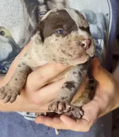 Big Girl, a female American Bully for sale in London, KY – 9 of 9