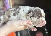 Big Girl, a female American Bully for sale in London, KY – 4 of 9