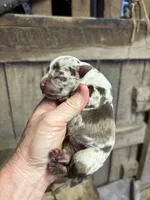 Peanut , a female American Bully for sale in London, KY – 1 of 7