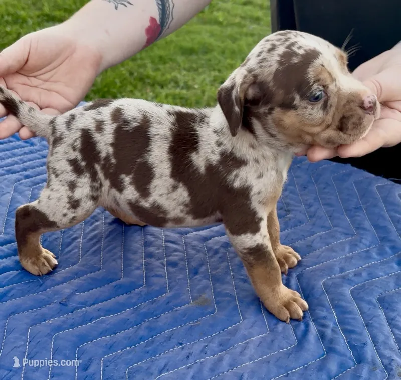 Splash  – American Bully puppy for sale in London, KY
