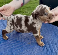 Splash , a female American Bully for sale in London, KY – 3 of 10