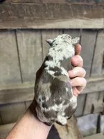 Peanut , a female American Bully for sale in London, KY – 3 of 7