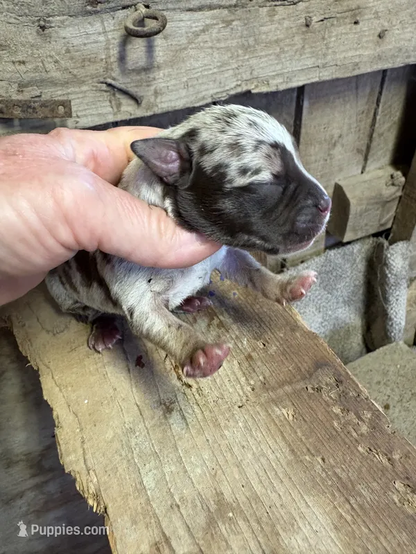 2 Face – American Bully puppy for sale in London, KY
