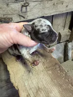 2 Face, a male American Bully for sale in London, KY – 1 of 6