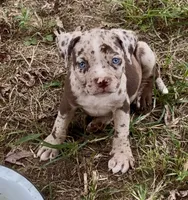 Blue eyes, a female American Bully for sale in London, KY – 4 of 10