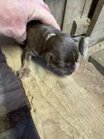 Chocolate tri boy, a male American Bully for sale in London, KY – 4 of 5