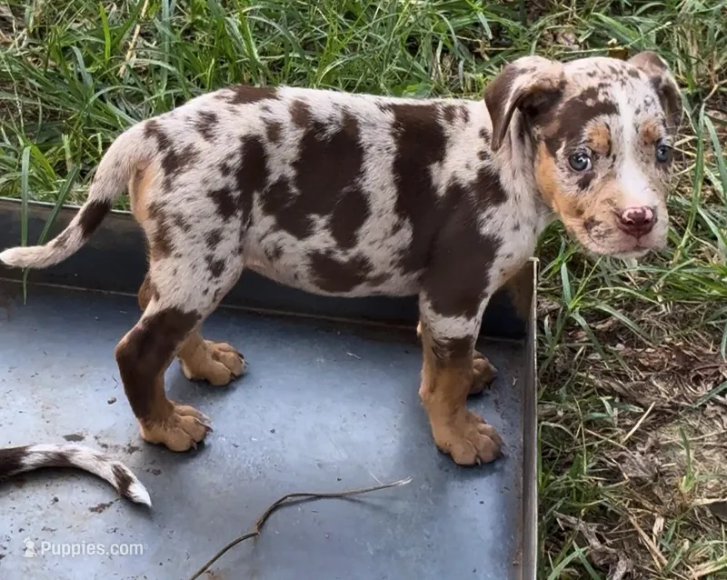 Splash  – American Bully puppy for sale in London, KY