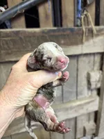 Peanut , a female American Bully for sale in London, KY – 5 of 7
