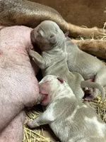 Champagne tri Merles, a male American Bully for sale in London, KY – 7 of 8