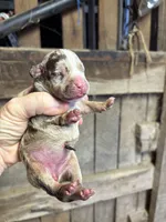Splash , a female American Bully for sale in London, KY – 3 of 6