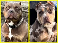 Peanut , a female American Bully for sale in London, KY – 7 of 7