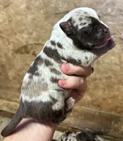 Sharkey , a male American Bully for sale in London, KY – 5 of 10