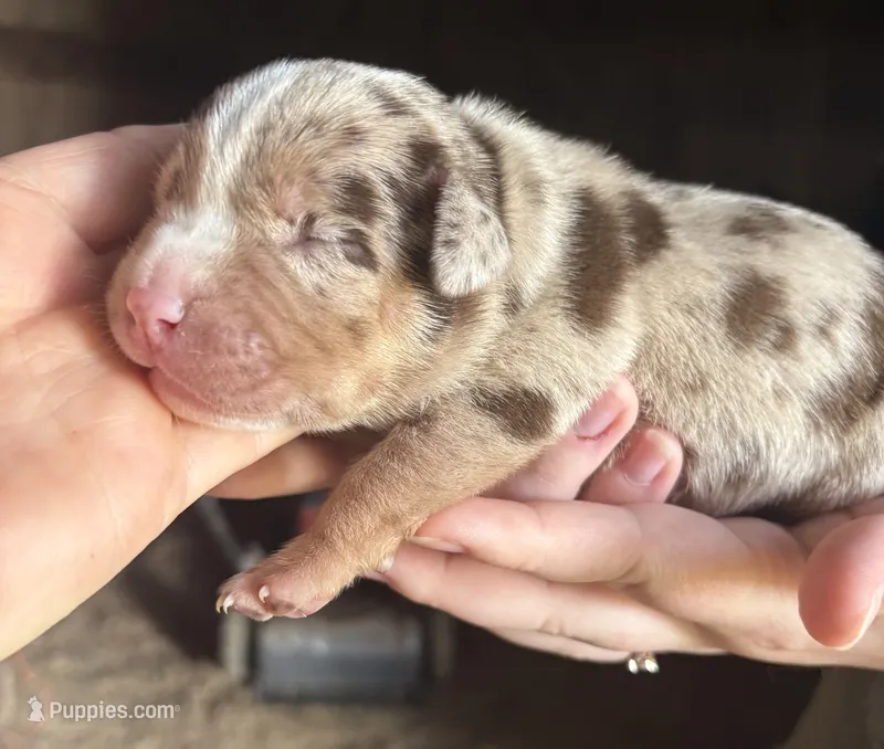 Peanut  – American Bully puppy for sale in London, KY