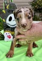 Splash , a female American Bully for sale in London, KY – 5 of 10