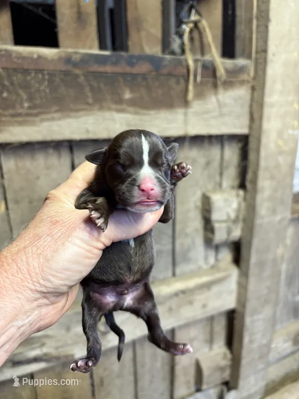 Bon Bon  – American Bully puppy for sale in London, KY