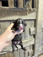 Bon Bon , a male American Bully for sale in London, KY – 1 of 6