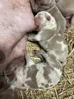 Champagne tri Merles, a male American Bully for sale in London, KY – 4 of 8