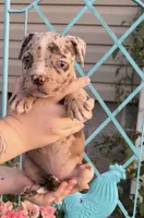 Blue eyes, a female American Bully for sale in London, KY – 10 of 10
