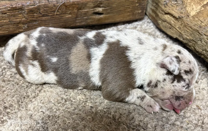 Splash  – American Bully puppy for sale in London, KY