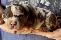 Big Girl, a female American Bully for sale in London, KY – 2 of 9