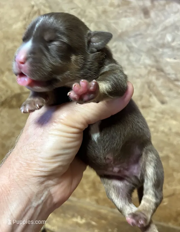 Chocolate tri boy – American Bully puppy for sale in London, KY