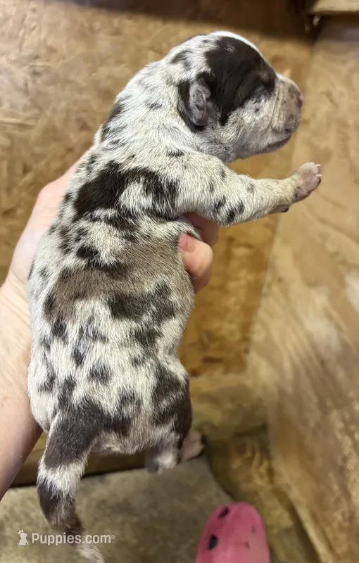 Big Girl – American Bully puppy for sale in London, KY