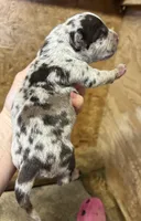 Big Girl, a female American Bully for sale in London, KY – 7 of 9