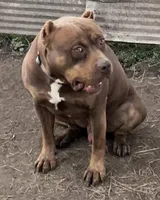 Ripley pup , a  American Bully for sale in London, KY – 2 of 3