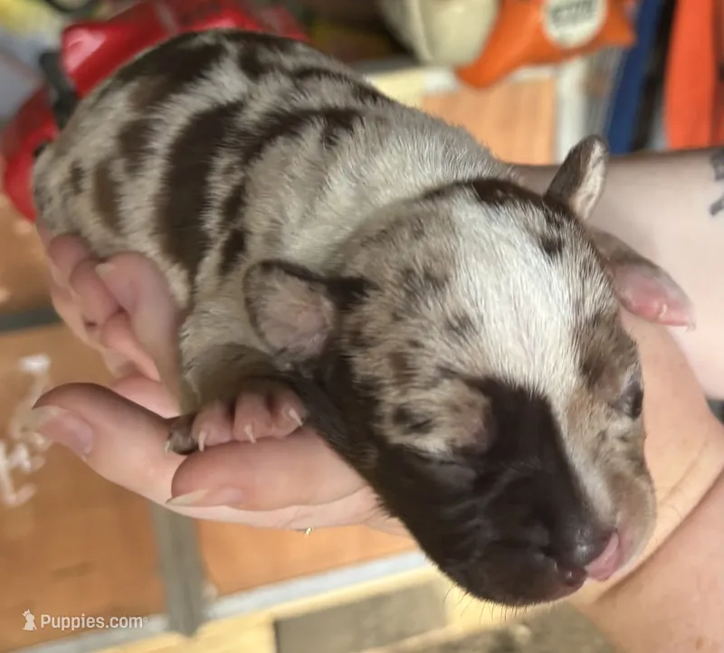 2 Face – American Bully puppy for sale in London, KY