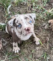 Blue eyes, a female American Bully for sale in London, KY – 3 of 10