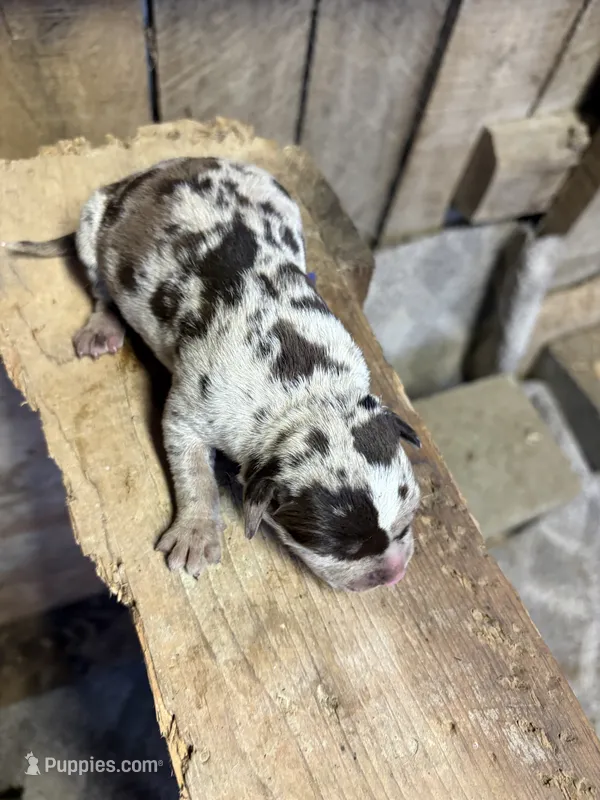 1/2 face  – American Bully puppy for sale in London, KY