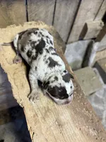 1/2 face , a female American Bully for sale in London, KY – 2 of 7